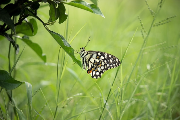 Лайм бабочка сидит на листике в окружении зелени