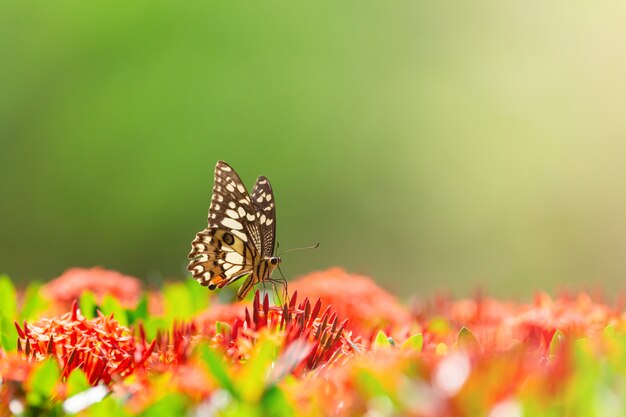 Lime butterfly on spike flower