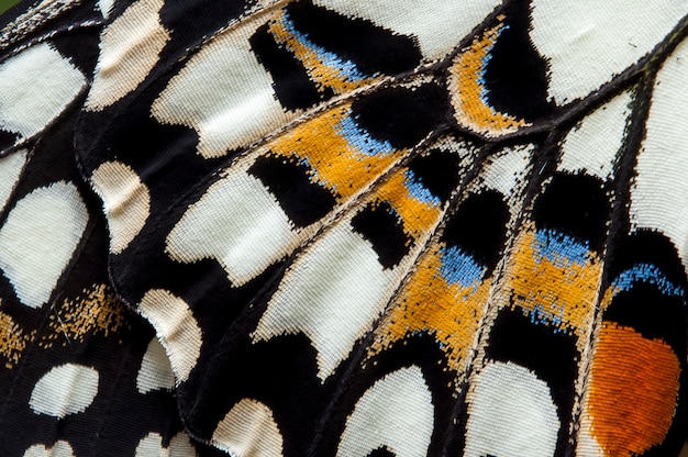 The Lime Butterfly wing, butterfly wing detail texture background