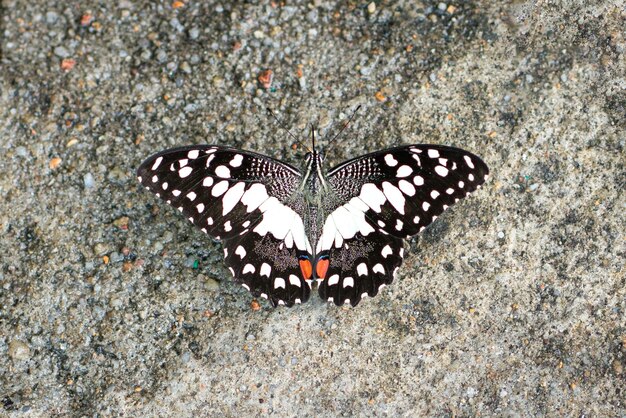 Lime butterfly with wings open top view