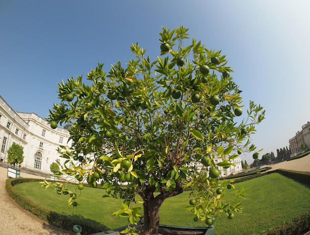 Lime (Citrus x latifolia) tree