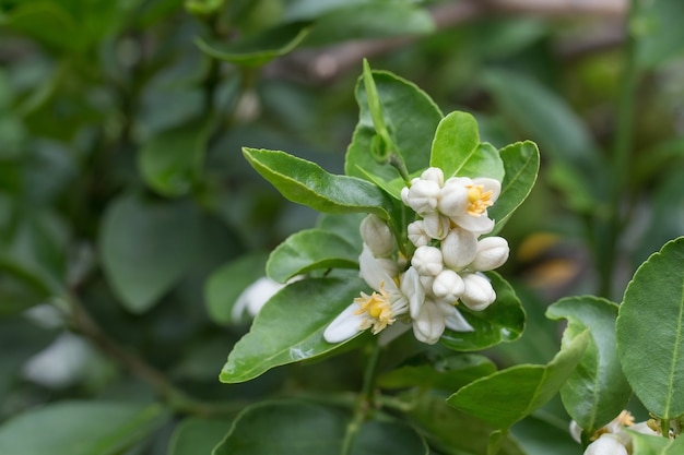 The Lime flowers are yellowish white color which it can develop into fruit The white flower buds