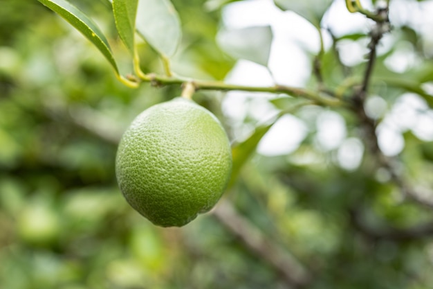 Lime fruit growing on tree. Selective focus