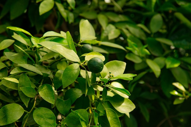 Lime fruit on a tree in the greenhouse