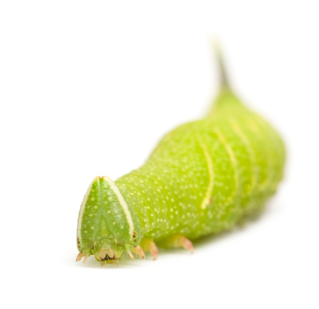 Lime Hawk-moth caterpillar - Mimas tiliae on a white isolated