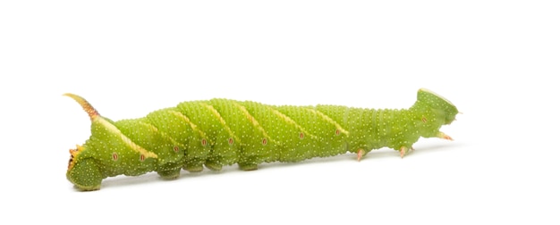 Lime Hawk-moth caterpillar - Mimas tiliae on a white isolated