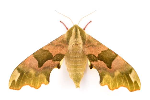 Lime HawkMoth Mimas Tiliae