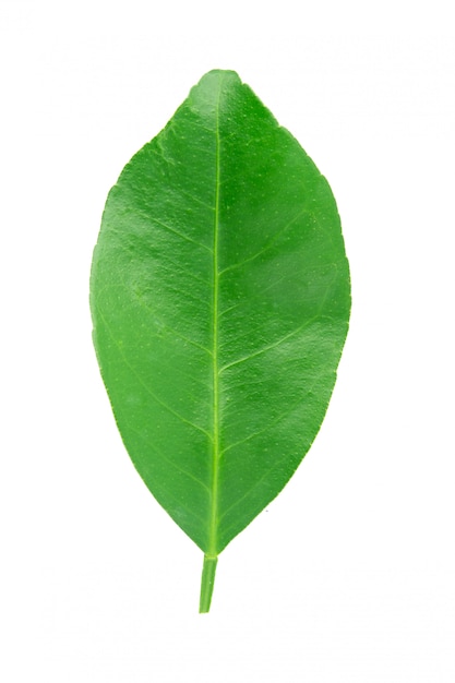 Lime leaf isolated on white background