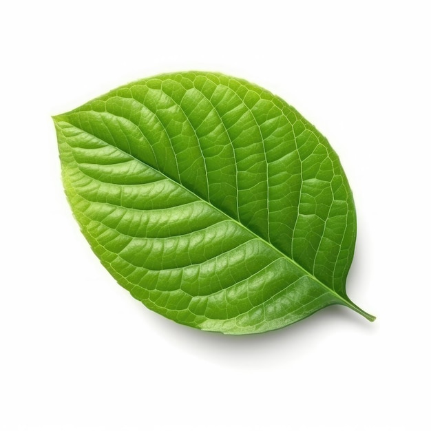 Lime leaf On White background