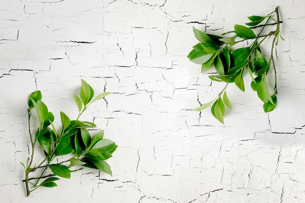 Photo lime leaves on a cracked wooden table