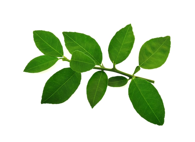 Lime leaves isolated on white background