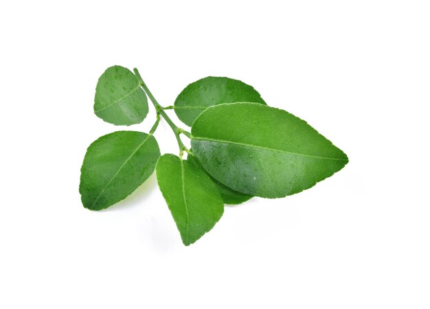 Lime leaves with drops isolated