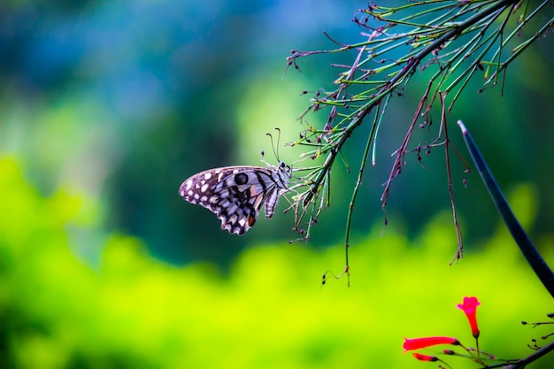 Фото Лаймовый ласточкин хвост и клетчатый ласточкин хвост, лежащие на цветочных растениях в весенний сезон