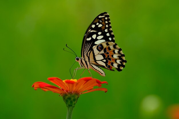 Lime swallowtail butterfly perch on zinnia flower. Papilio demoleus. Nature concept background.