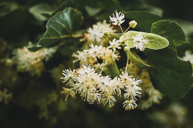 Lime tree blossom closeup