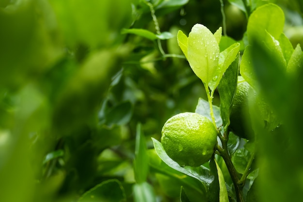 Lime on tree in garden,green lemon and copy space.