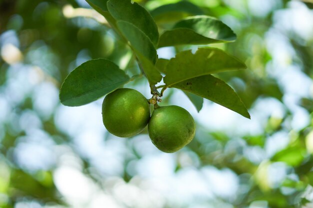 the lime tree is bearing fruit