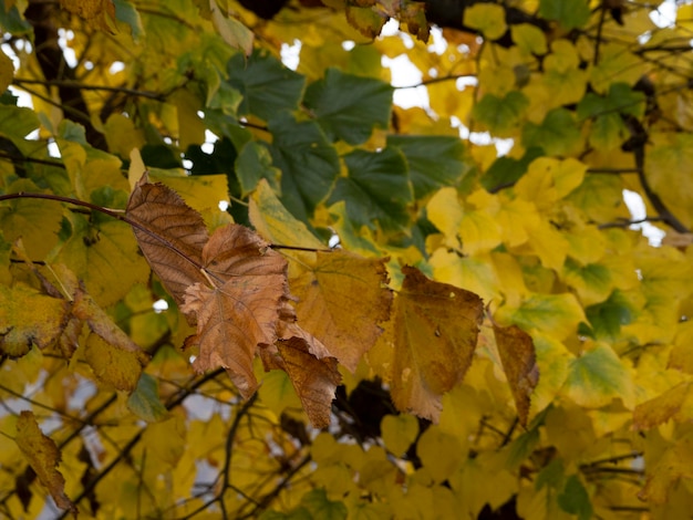 Lime tree leaves in autumn season