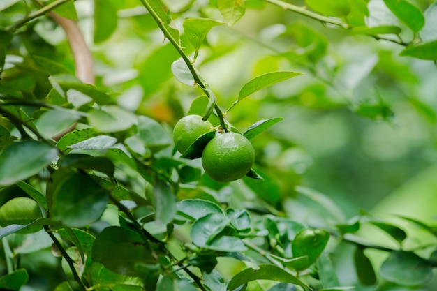 Lime sull'albero nella mia fattoria