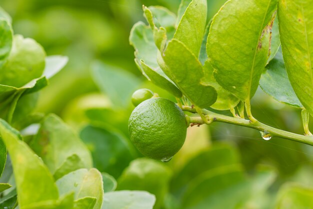 Photo lime tree with fruits closeup