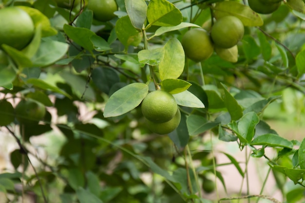 Albero di limone