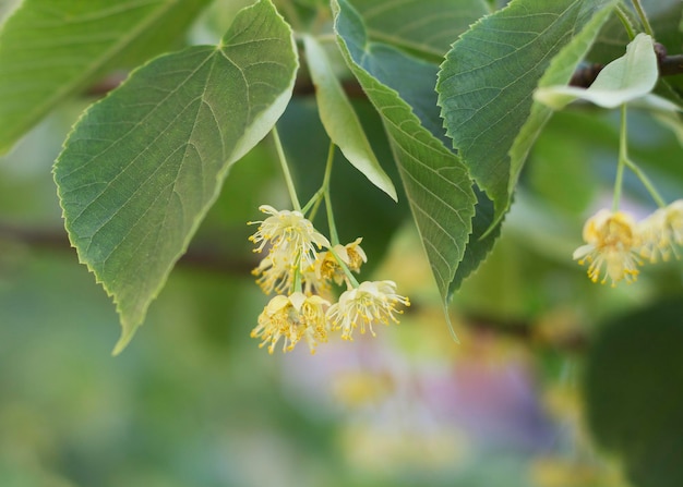 Tilia cordata 나무의 라임 옐로우 꽃