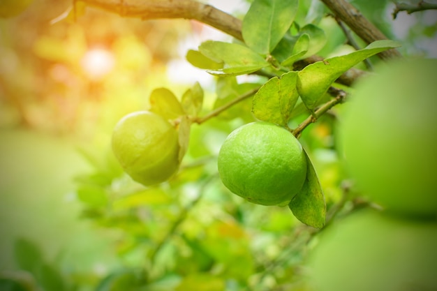 Limes op boom