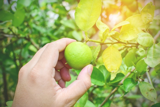 Limes on tree