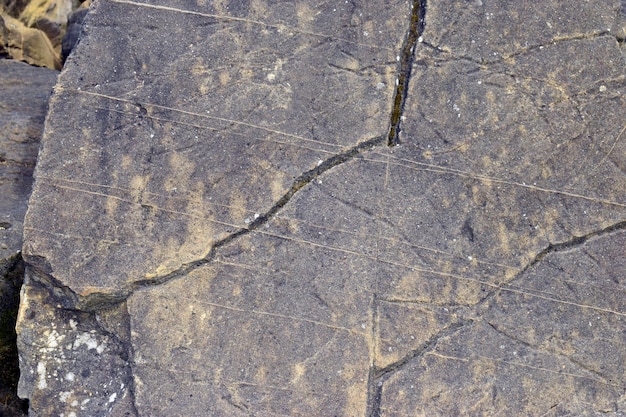 Limestone in turbiditic facies Eocene Lutecian 4 Mya