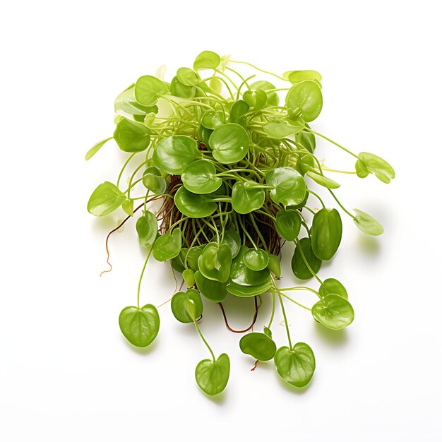 Premium Photo | Limnobium Laevigatum Amazon Frogbit Round Floating Leaves Wi Aqua Plant Isolated White Bg 655090 678434