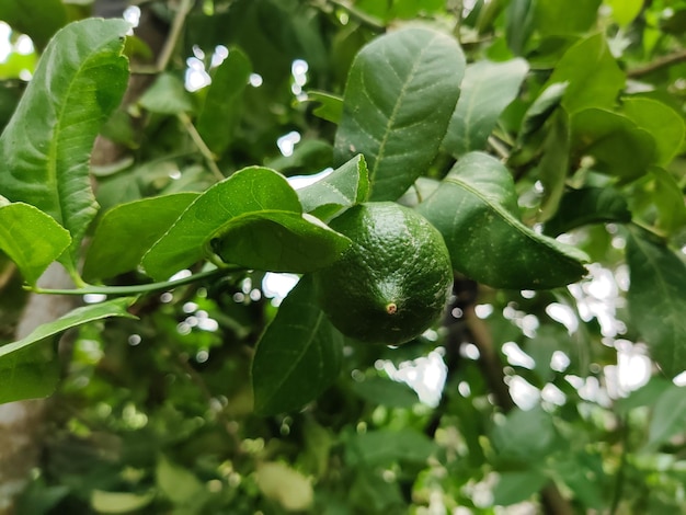 limoenen geïsoleerd op groene bladeren achtergrond. biologische citroen.