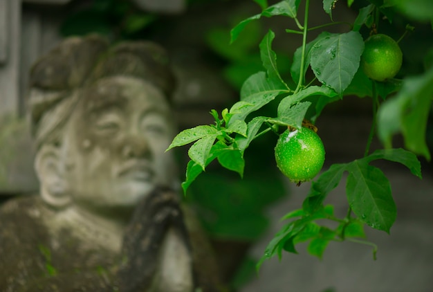 Limoengroen groeit aan de boom op de achtergrond van de beeldhouwende vrouwen die bidden