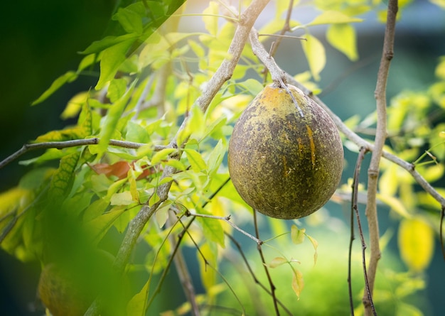 Photo limonia acidissima or woodapple or elephantapple