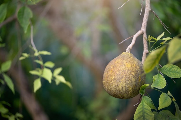 Photo limonia acidissima or woodapple or elephantapple