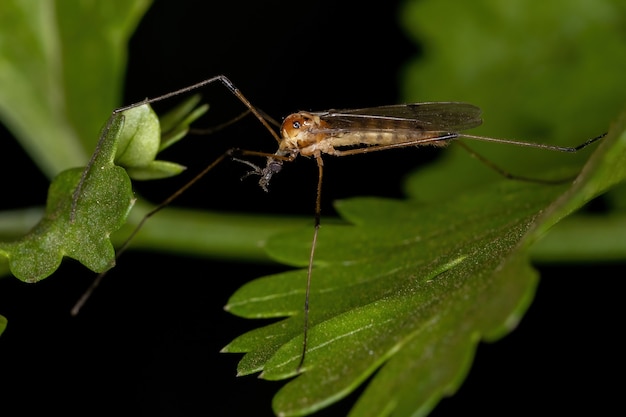 리모니이드과(Limoniidae)의 두루미 파리