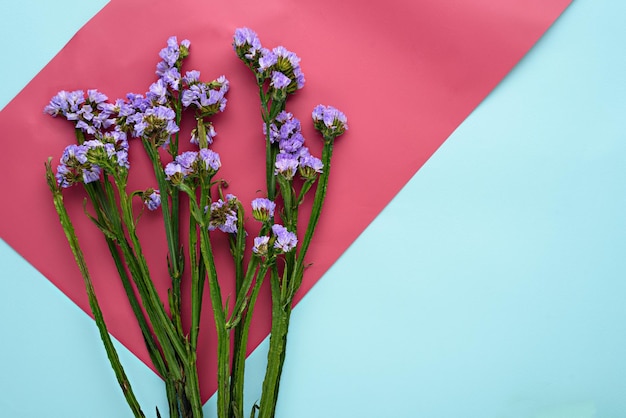 Limonium op roze blauwe achtergrond met kopie ruimte