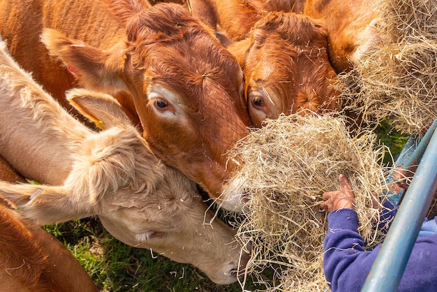 Photo limousin cows feeding on hay