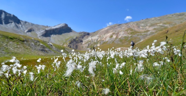 Linaigrette bloeit katoengras op een weide en rotsachtige bergenachtergrond in Europese Alpsx9