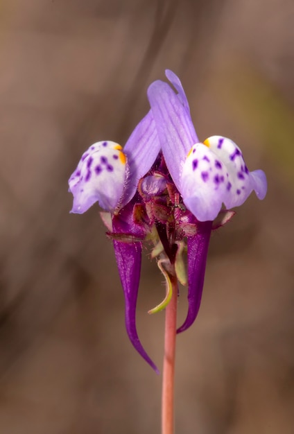 사진 linaria algarviana 꽃