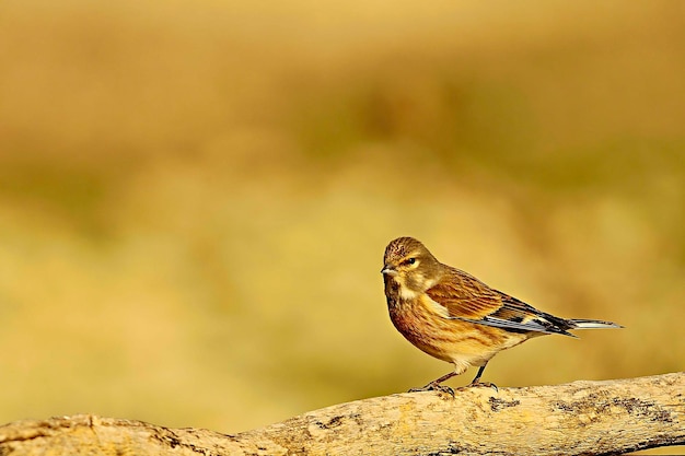 Linaria cannabina - The common linnet is a species of passerine bird in the Fringillidae family 