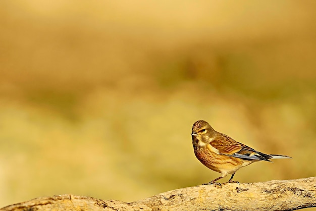 Linaria cannabina - The common linnet is a species of passerine bird in the Fringillidae family 