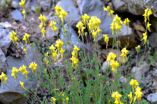 Foto linaria proxima è una pianta erbacea che vive sulle rocce