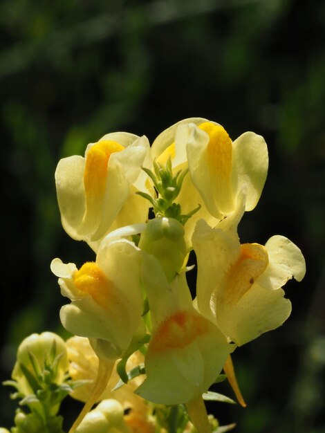 Linaria vulgaris flower in the morning sun