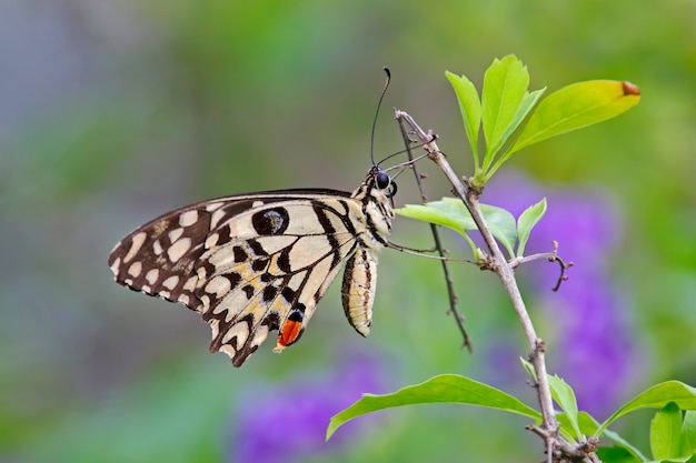 Linde vlinder Papilio demoleus Kleurrijke close-up