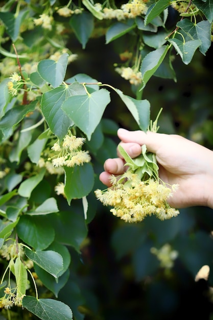 Lindebloemen in handen