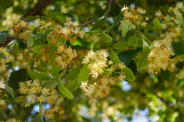 Lindebloemen voor medicinale thee