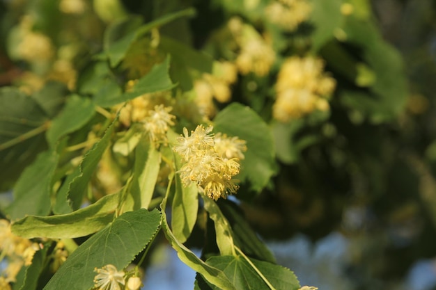 Lindeboom in bloei tegen een groen blad