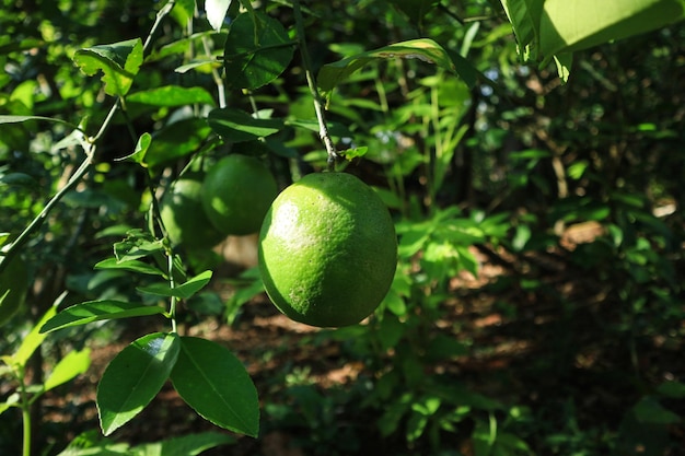 Lindeboom met vruchten close-up