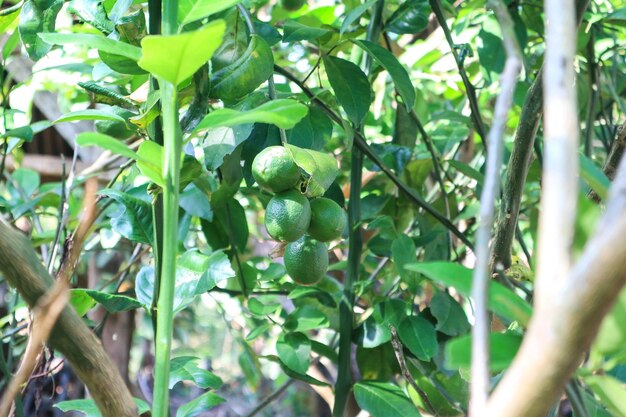 Lindeboom met vruchten close-up