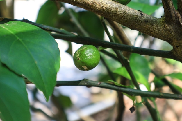 Lindeboom met vruchten close-up